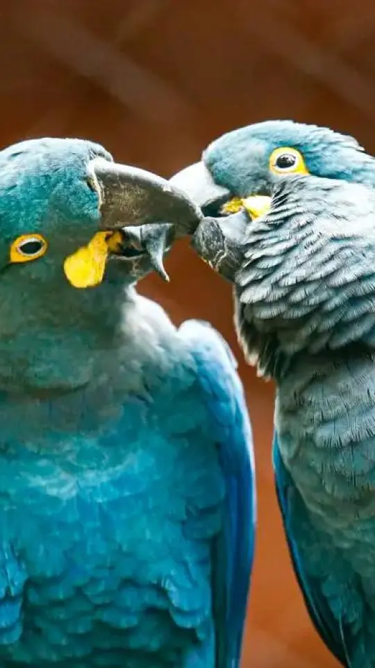Zoo de SP mostra arara-azul-de-lear ao público pela primeira vez